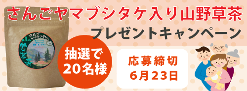 お試し用さんごヤマブシタケ入り山野草茶プレゼントキャンペーン