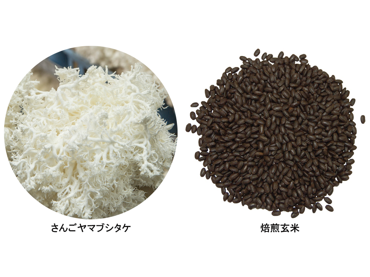 さんごヤマブシタケ入り玄米珈琲の原料（さんごヤマブシタケと玄米）
