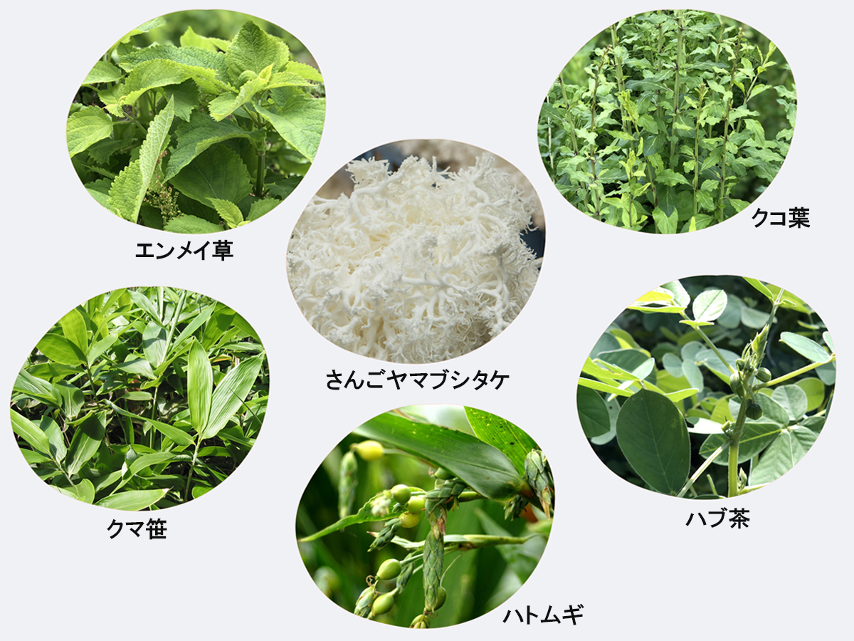 さんごヤマブシタケ入り山野草茶の6つの原料